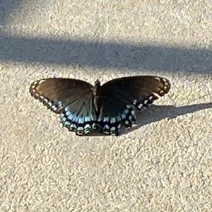 Meet your Posher, Lora